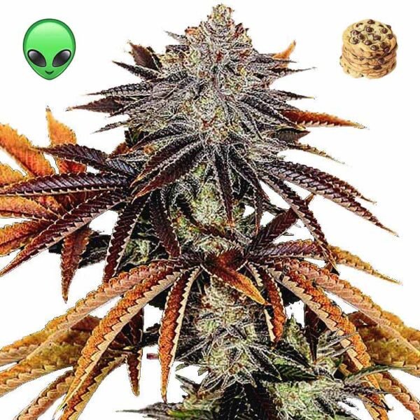 Alien Tech x Dosidos cannabis seeds for sale