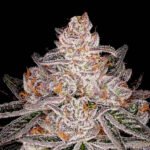 Apple Fritter Autoflower: Apple & Gas terpenes!