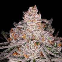 Apple Fritter Autoflower: Apple & Gas terpenes!