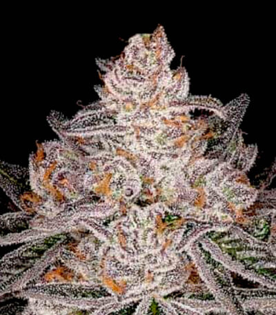 Apple Fritter Autoflower: Apple & Gas terpenes!
