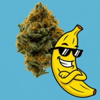 Image of Banana OG seeds 88 89 90 5 seeds - Gelato Seeds