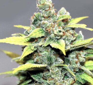 Banana Zkittlez (super powerful strain) seeds for sale