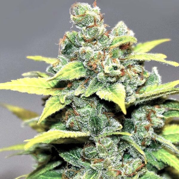 Banana Zkittlez (super powerful strain) seeds for sale