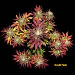 Thumbnail for Biscotti Mintz seeds 88 89 90 5 seeds - Gelato Seeds