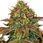 Thumbnail for Birthday Cake seeds 88 89 90 5 seeds - Gelato Seeds