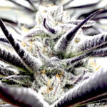 Thumbnail for Biscotti 88 89 90 5 seeds - Gelato Seeds