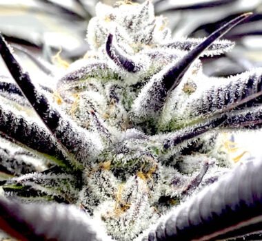 Biscotti feminized seeds strain