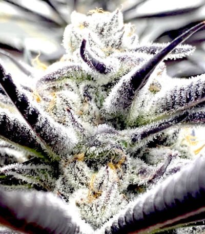 Biscotti feminized seeds strain