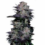 Blackberry Kush autoflower. Order cannabis seeds.