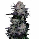 Blackberry Kush autoflower. Order cannabis seeds.