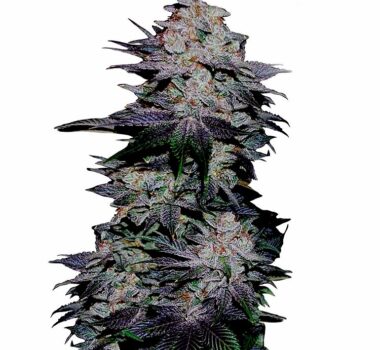 Blackberry Kush autoflower. Order cannabis seeds.