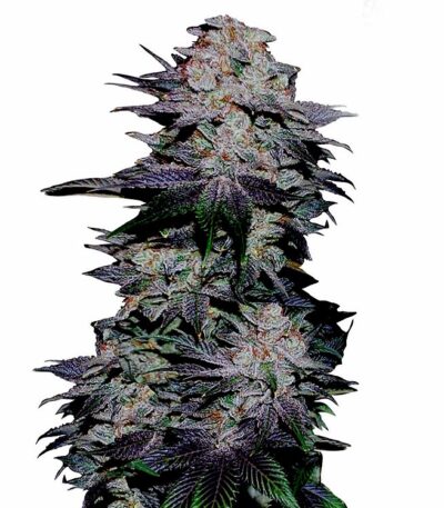 Blackberry Kush autoflower. Order cannabis seeds.