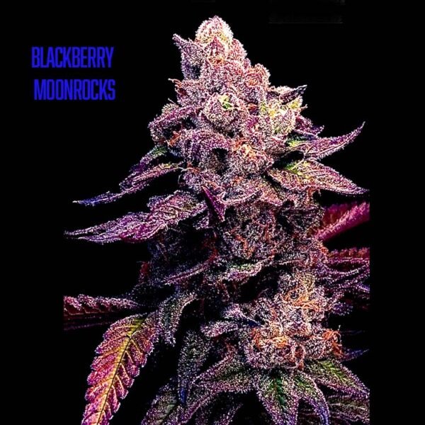 Blackberry Moonrocks feminized