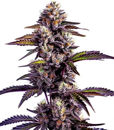 Blackberry Moonrocks autoflower seeds for sale