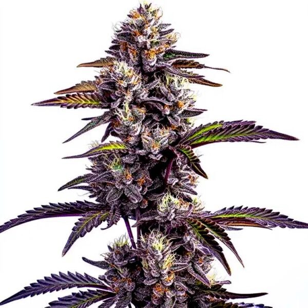 Blackberry Moonrocks autoflower seeds for sale