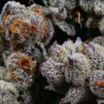 Thumbnail for Blackberry Moonrocks 89 90 88 5 seeds - Gelato Seeds