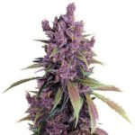 Thumbnail for Black Cherry Punch seeds 88 89 90 5 seeds - Gelato Seeds