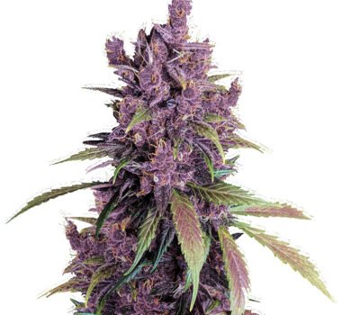 Black Cherry Punch strain