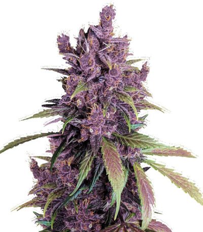 Black Cherry Punch strain