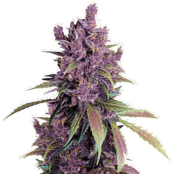 Black Cherry Punch strain