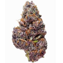 Black Cherry Soda feminized seeds for sale