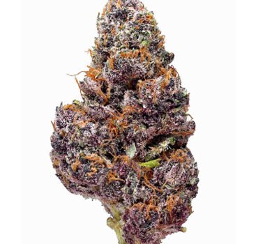 Black Cherry Soda feminized seeds for sale