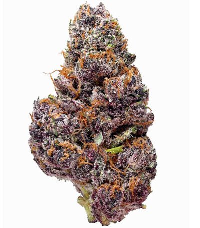 Black Cherry Soda feminized seeds for sale