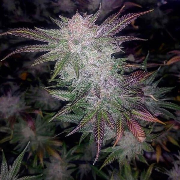 Blood Diamond seeds