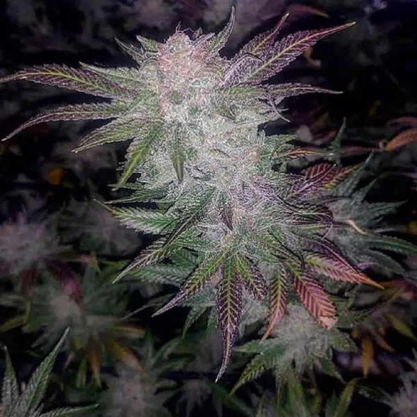 Blood Diamond seeds