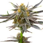 Blood Diamond OG marijuana seeds for sale
