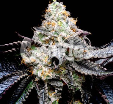 Blueberry Bubble Gum seeds strain (Cookies Seed Bank)