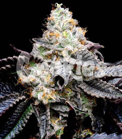 Blueberry Bubble Gum seeds strain (Cookies Seed Bank)