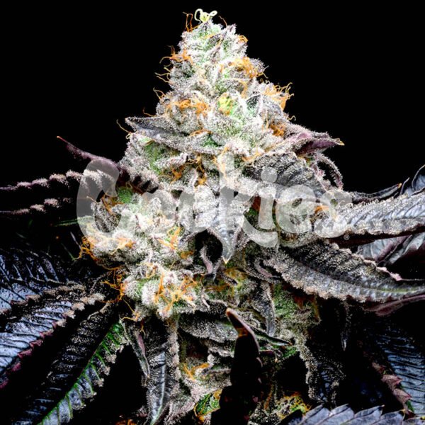 Blueberry Bubble Gum seeds strain (Cookies Seed Bank)