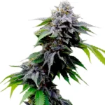 Thumbnail for Blueberry Cookies seeds 88 89 90 5 seeds - Gelato Seeds