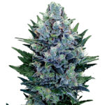 Blue Cheese Autoflower seeds strain