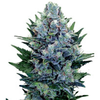 Blue Cheese Autoflower seeds strain
