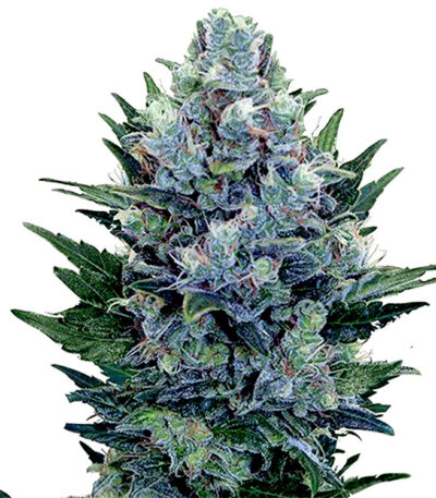 Blue Cheese Autoflower seeds strain