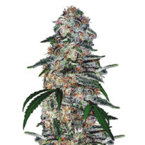 Blue Dream autoflower seeds strain.