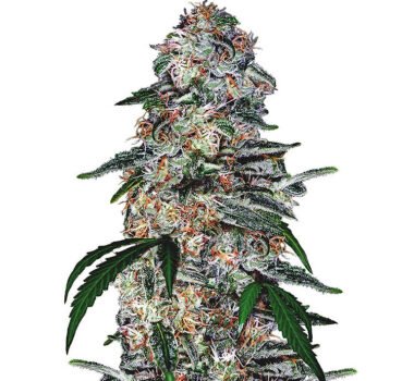 Blue Dream autoflower seeds strain.