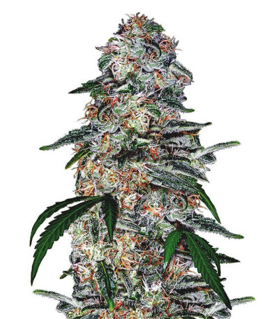 Blue Dream autoflower seeds strain.