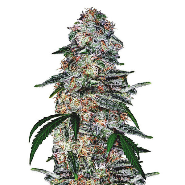 Blue Dream autoflower seeds strain.