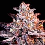 Blunicorn strain In-House Genetics cut