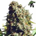 Bruce Banner cannabis seeds
