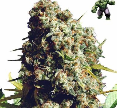 Bruce Banner cannabis seeds