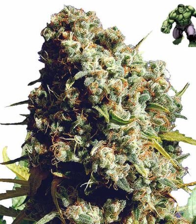 Bruce Banner cannabis seeds