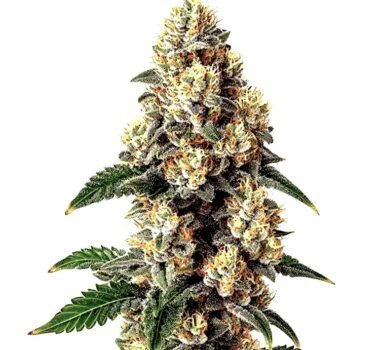 Bubba Kush feminized seeds: OG Kush x Northern Lights