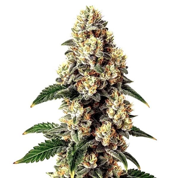 Bubba Kush feminized seeds: OG Kush x Northern Lights