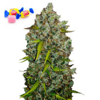 Bubble Gum autoflower seeds for sale