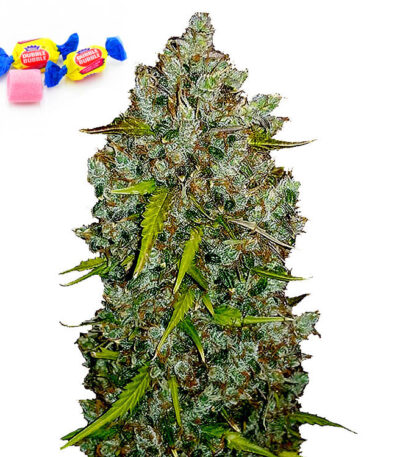 Bubble Gum autoflower seeds for sale
