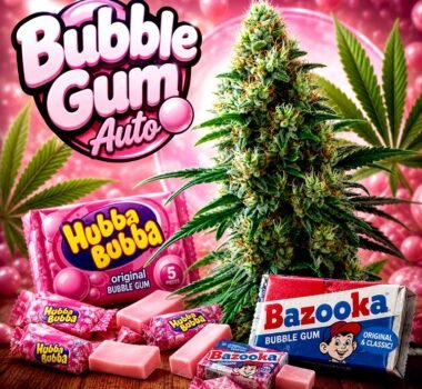 Image of Bubble Gum Auto 89 90 88 5 seeds - Gelato Seeds